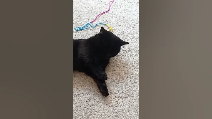 Video 2675581: munchkincat munchkins, munchkin black cat cutecats, munchkincats cute cat