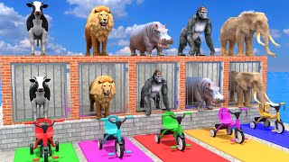 Long Slide Game With Cow Elephant Gorilla Hippopotamus Tiger - 3D Animal Game - Funny 3D Animals