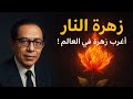أسرار زهرة النار أغرب زهرة في العالم مع الدكتور مصطفى محمود برنامج العلم والإيمان 