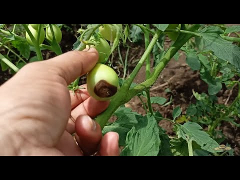 Video: Stem Turning Black On Tomatoes - Bakit May Itim na Tangkay ang Halaman ng Kamatis