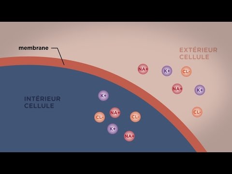 Vidéo: Comment les molécules se déplacent-elles à travers une membrane sélectivement perméable ?