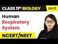 Term 2 Exam Human Respiratory System - Breathing and Exchange of Gases | Class 11 Biology/NEET-AIIMS