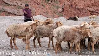 Рыжие бараны производители овец породы Джойдори Матчинского района Мухаммадсобира из селения Гузн