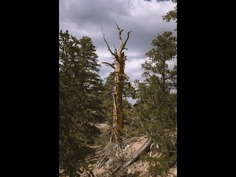 วีดีโอ: ต้นไม้ชนิดใดที่อยู่ในเทือกเขาร็อกกี?
