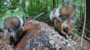 Squirrels and Chipmunks of the Forest - 10 Hours - June 24, 2022