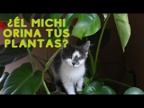 Video: ¿Por qué mi gato come hierba o plantas de interior?