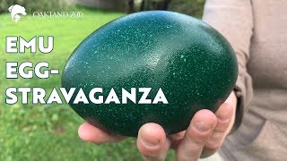 Emu Egg-Stravaganza