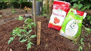 Gardening 101 Ep9: All the Steps for Planting a Tomato  Hole Depth, Amendments, Fertilizer & Mick