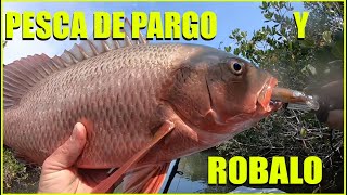 Pesca de pargos y robalos con señuelos Minnow