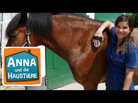 Anna lernt Reiten #1 |Die erste Reitstunde | Anna und die Haustiere | Spezial