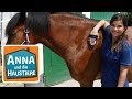 Anna lernt Reiten #1 |Die erste Reitstunde | Anna und die Haustiere | Spezial