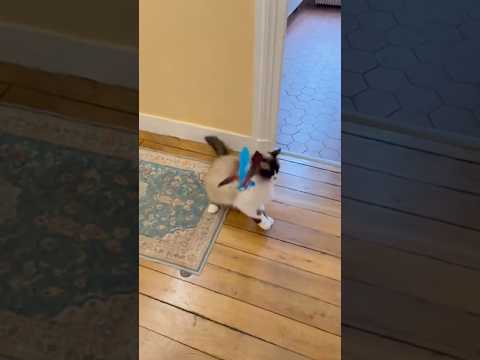 On est comme chien et chats