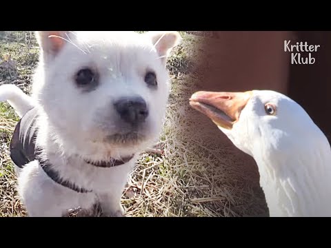 Video: Adorabilul nou catelus ajuta la mentinerea inimilor stricate de tragedie