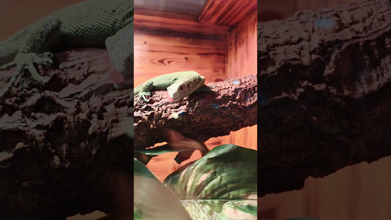 🐉 Varanus prasinus #animals #animallover #reptiles