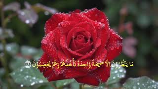 👉 Surat Yasin Lengkap 83 Ayat | Bacaan Merdu & Menenangkan Hati