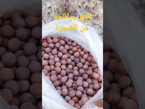 فيديو: كيفية جمع النبق البحري بسرعة: الأدوات