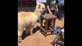 GUY GIVING THE ALPACA HIS LONG AWAITED HUG FINALLY!!!