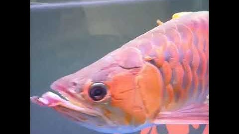 Nấm râu cá rồng lâu  - đục mắt cá rồng - kèm nấm thủy mi-cách chữa và thuốc chữa nấm cá rồng