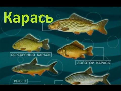 ловля карася и ротана в подмосковье весной ловля карася и ротана в подмосковье весной