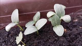 Growing cucumber seedlings is easy