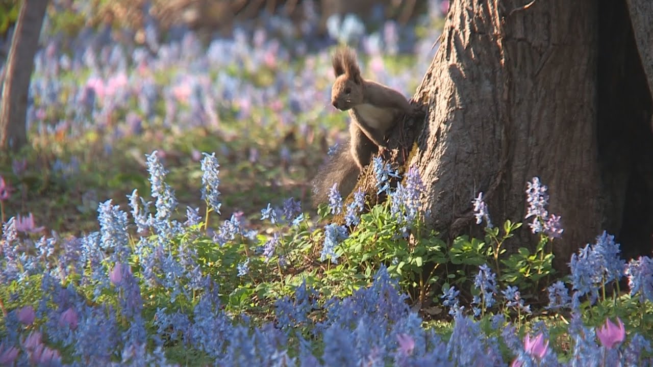 秘密の花園 Secret Garden - YouTube