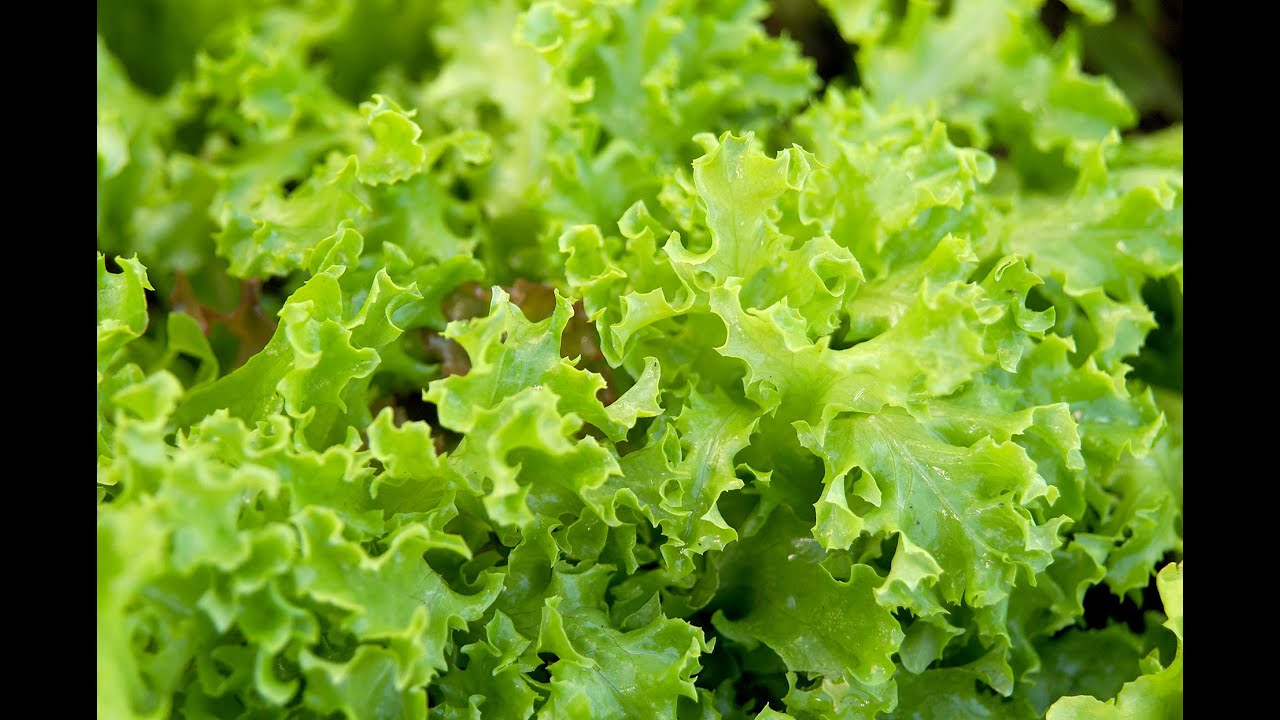 Cum pun salata verde pentru iarna