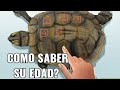 Como saber la edad de nuestra tortuga 😱