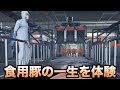 食用豚になって出荷から豚肉になるまでの過程が悲しすぎる件