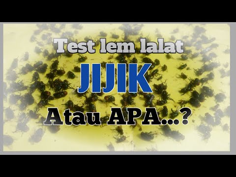 Pusing karna lalat?????? Atasi dengan lem kertas ini, di jamin pada nempel.!. 