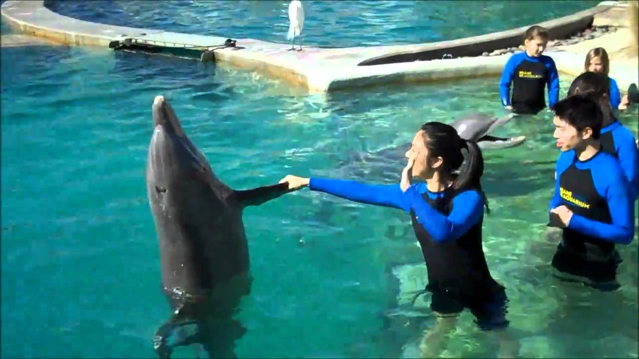 swimming with dolphins miami