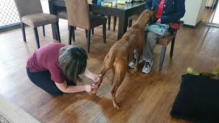 Cooperative Care: Saphenous Blood Draw in Standing Dog Without Restraint