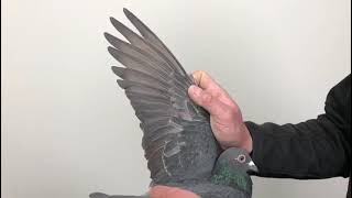 Meulemans 947
