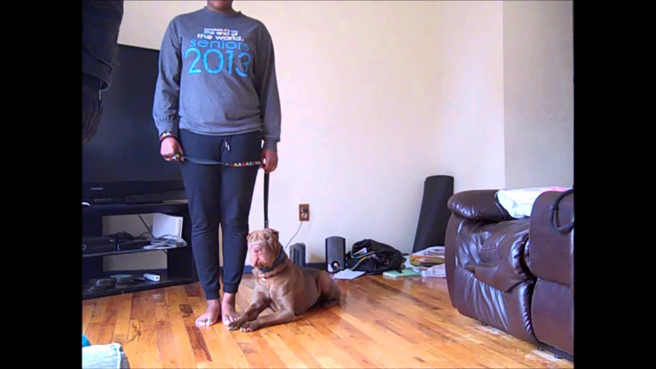 Shar Pei Obedience Training