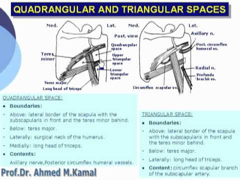 Triangular Space - Borders - Contents - TeachMeAnatomy