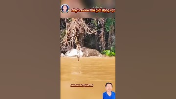 cảnh báo đốm săn bắt cá sấu một cuộc chiến giới nước đầy ác liệt #thegioidongvat #shorts#Anhuttv