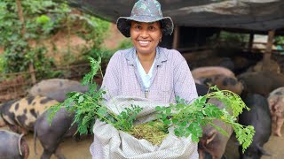 Silagem de Moringa Guardada por 70 Dias Funciona? Veja o Resultado! – Rotina do Sítio.