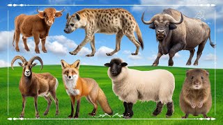 Amazing Familiar Animals Playing Sound: Cow, Hyena, Bison, Sheep, Fox & Hamster - Animal Moments by Wild Animals 4K 3,129 views 3 weeks ago 31 minutes