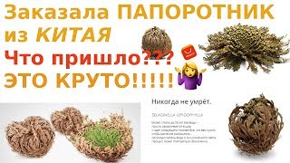 Заказала ПАПОРОТНИК из КИТАЯ. ОН КРУТОЙ!!! Смотрим. Заказала ПАПОРОТНИК из КИТАЯ. ОН КРУТОЙ!!! Смотрим.