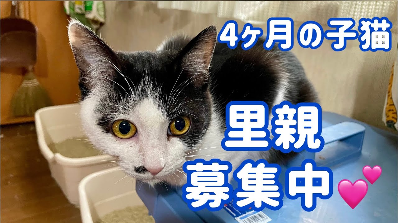 保護猫 4ヶ月の子猫 里親募集中 Youtube