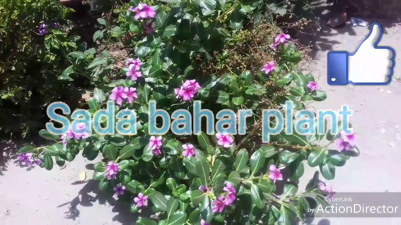 Sadabahar/Periwinkle plant how to grow Sugar , diabetes ka ramban khaye