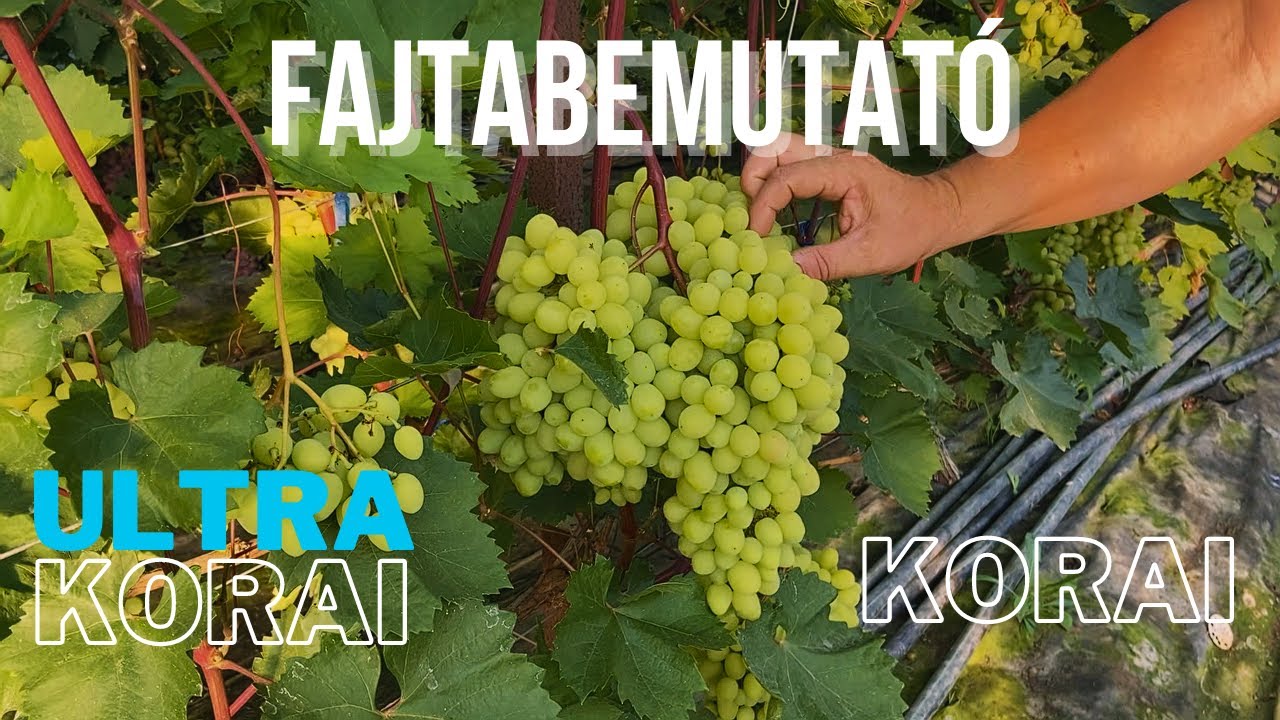 KORAI ÉS ULTRAKORAI CSEMEGESZŐLŐ FAJTÁK BEMUTATÁSA.