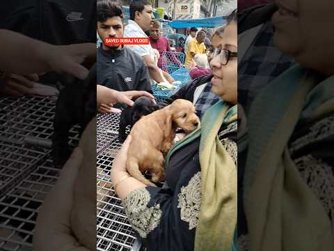 Pet Market Kolkata 😍/lowest price puppy dog/gallif street dogs #shorts #viral #dog #dogs #doglover