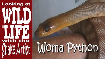The Woma Python