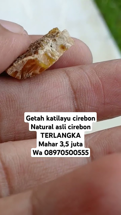getah katilayu asli cirebon #batubertuah #batumustika #batufosil #gunungjati #katilayu #mancing #fyp