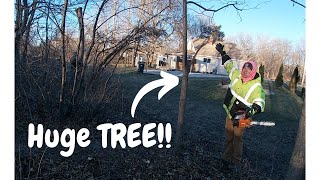 Taking Down a HUGE TREE!