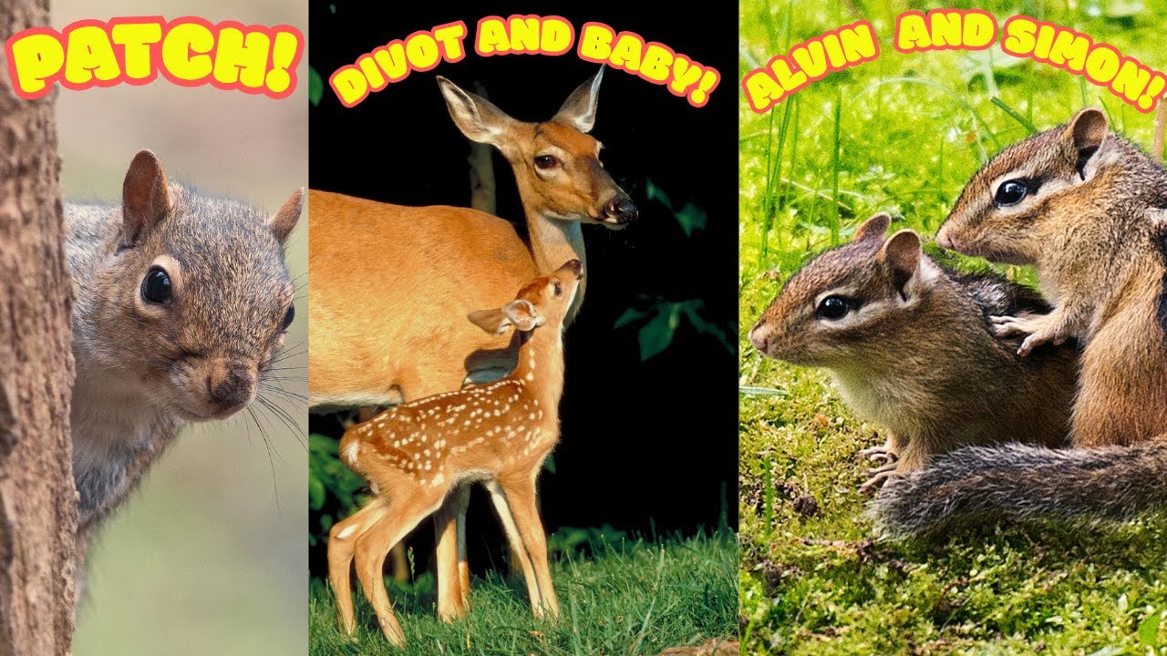Look who stopped by! #cute #wildlife #animals