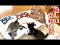 【子猫 保護】嬉しいお知らせ＋おまけコーナー