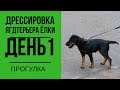 Дрессировка ягдтерьера Елки. День 1. Прогулка