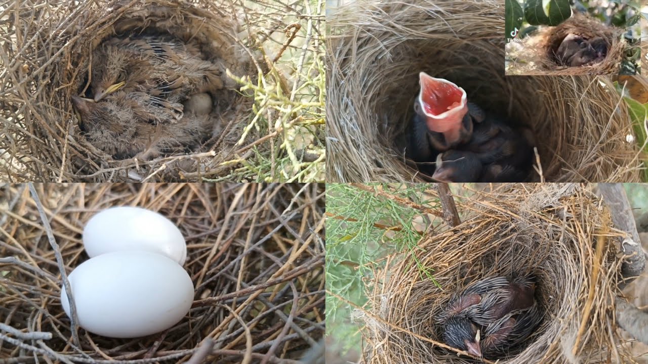 حلقه البحث عن اعشاش البلابل العراقية والبلابل الروسية شاهد الفراخ البلابل اروسيه 2024