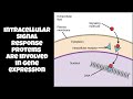 Ligands and Receptor Proteins